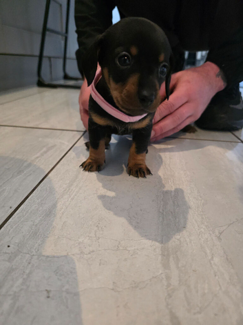 Beautiful Dachshund puppies