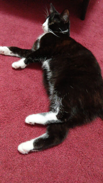 beautiful cat