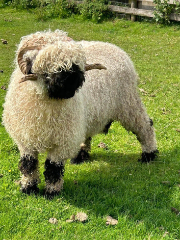 Gorgeous 2 year old ram for sale