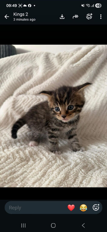 Maincoon kittens 7 weeks stunning