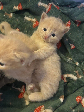 Beautiful 3/4 ragdoll kittens for 5* homes