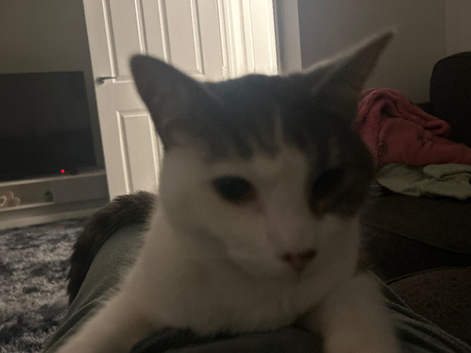 Need a new home for my two cats