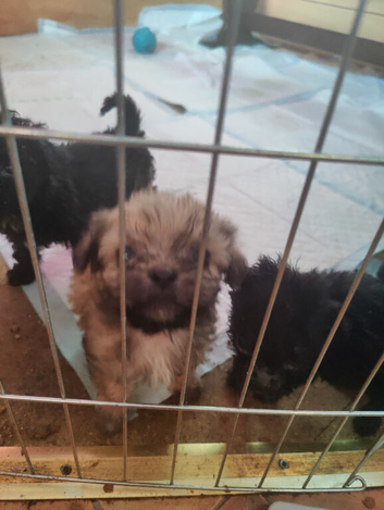 10 week old Chihuahua x shihpoo puppies