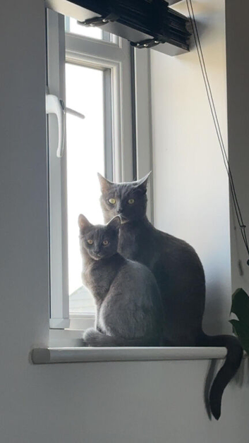 Nala & Felix &ndash; Bonded Pair Looking for a Loving Home