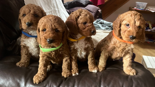 Cockapoo puppies