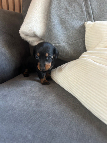 5 beautiful puppies u