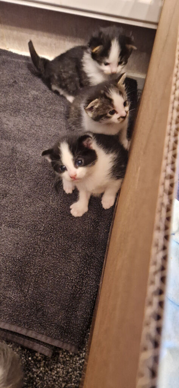 Kitten 1 male
