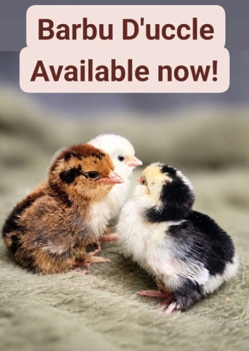 Beautiful polish and barbu d,uccle chicks available