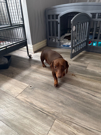 4 beautiful boy miniature dashhound