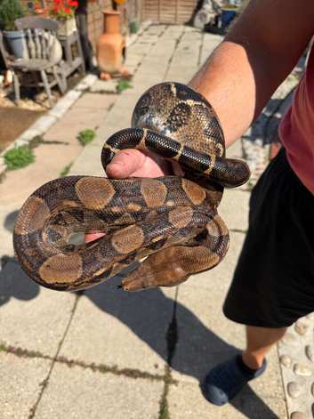 Two male boa constrictors