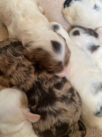 8 beautiful cockapoo babies