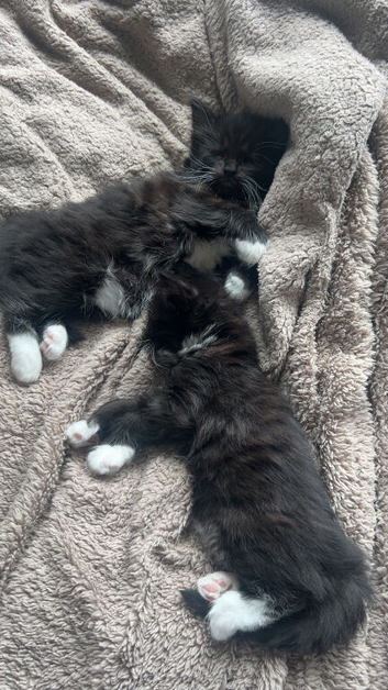 Kittens
