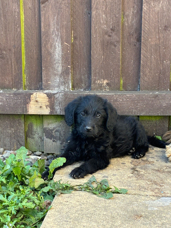 3 mini labradoodles left