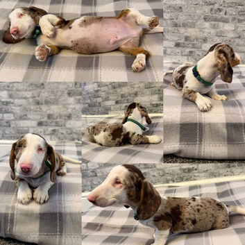 Miniature Dachshund boy