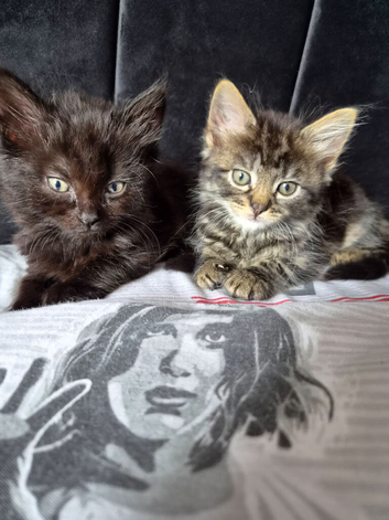 Brother and sister available