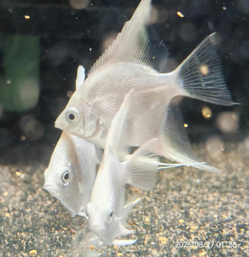 Platinum and Black Lace Angelfish &pound;10 each