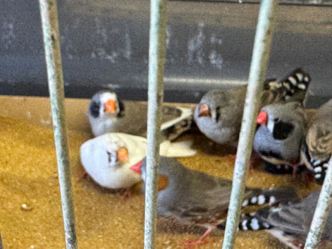 Zebra Finch