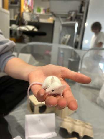 3 male fancy mice