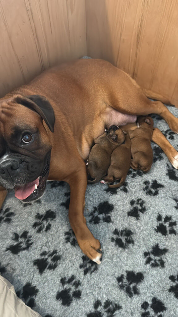 Champion breed boxer puppies