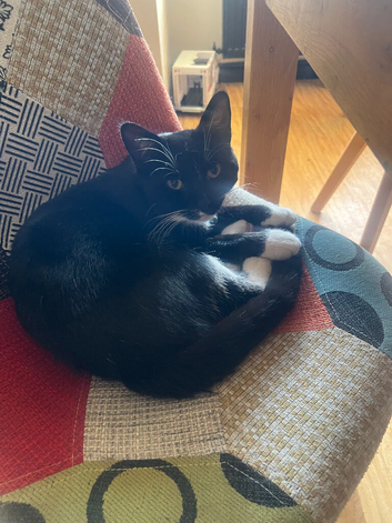 5month old male kitten