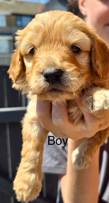 Cockapoo f1b puppys