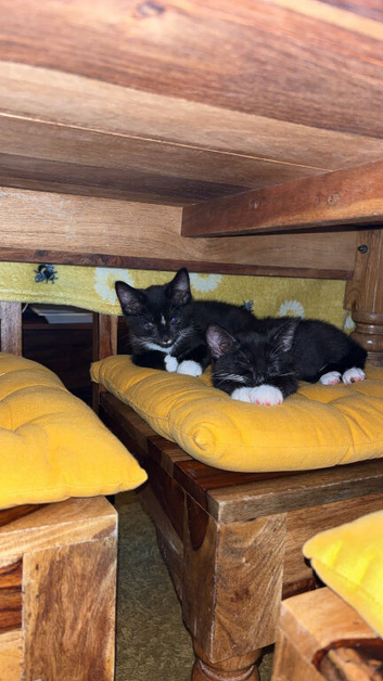 Siamese x tuxedo kittens