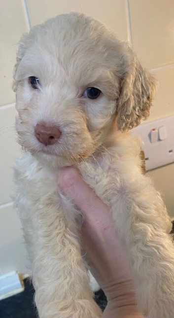 Beautiful Cockapoo Puppies Looking For Loving Forever Homes