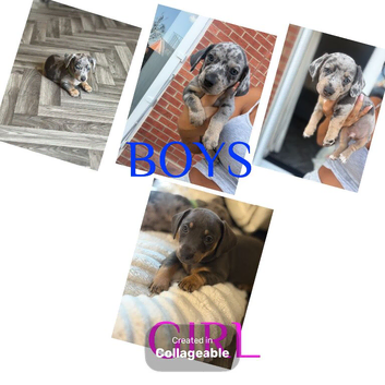 Ready for forever homes