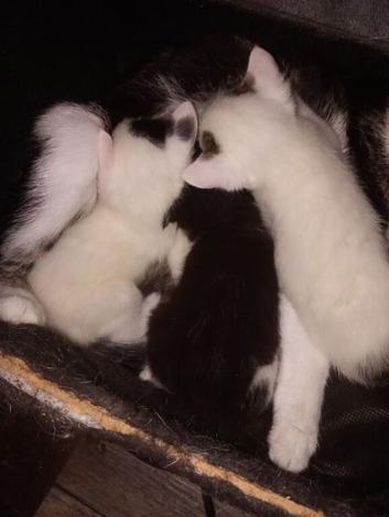 Three kittens