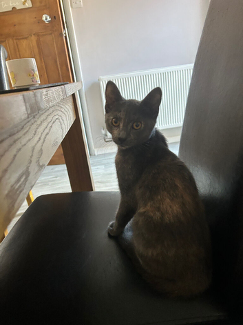 Lovely kittens *ready now*