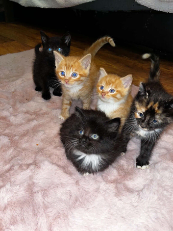 5 beautiful kittens for sale