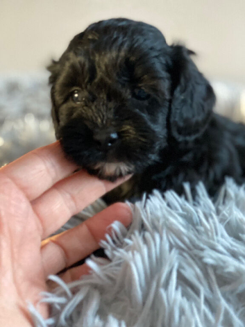 Shihpoo, DNA health tested parent