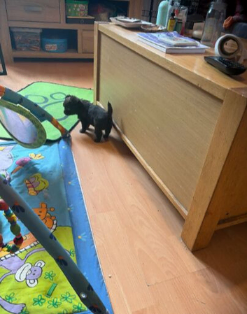 Chihuahua Puppy &ndash; Boy, 7 Weeks Old.