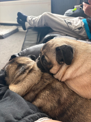 Puppies for sale