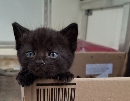 Kittens Ready for their forever homes