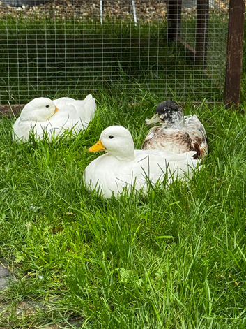 Call ducks