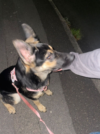 Female German shepherd