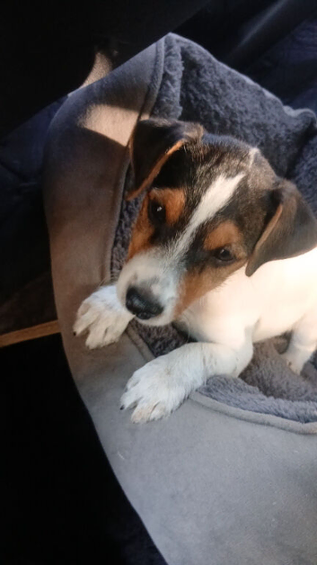 Jack Russell dog pup