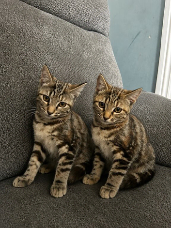 3 bengal kittens