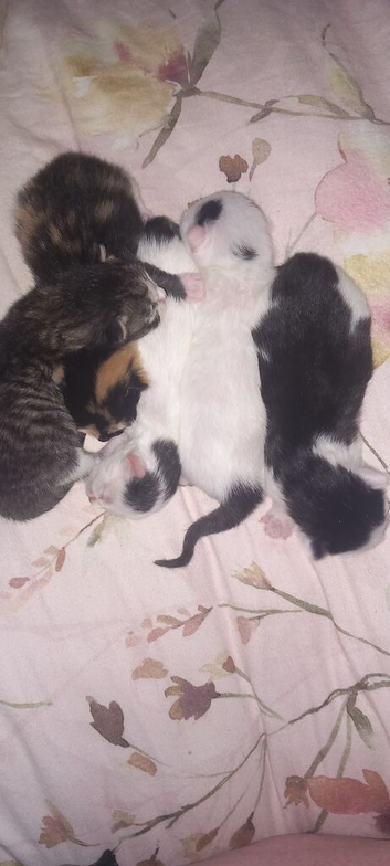 New born kittens
