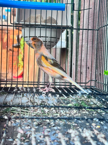 Canary