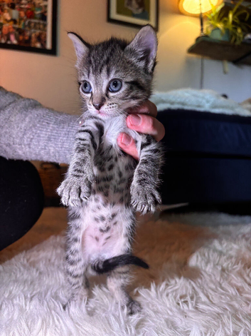 Adorable 9 week old kittens