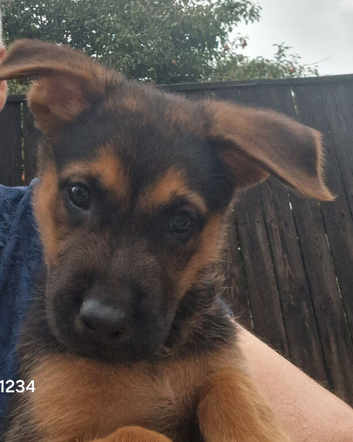 Puppie for sale german shepherd cross dutch