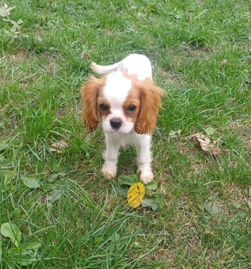 Beautiful blenheim puppy boy