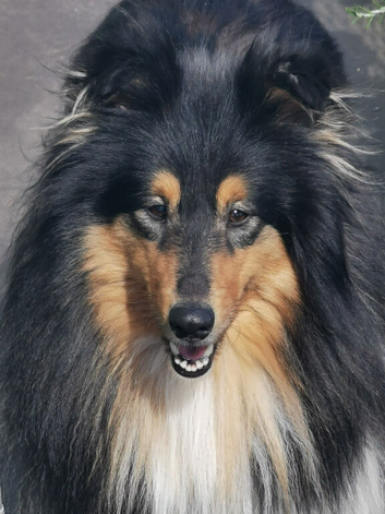 Rough collies