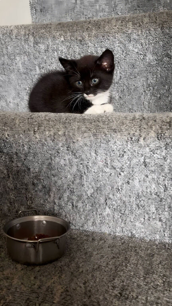 Mix breed cats