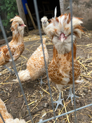 Padovana & Silkie x