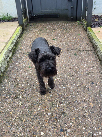 Miniature schnauzer