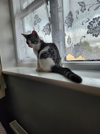 Kitten