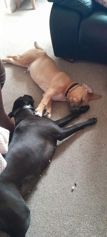 Boxmass staffydor